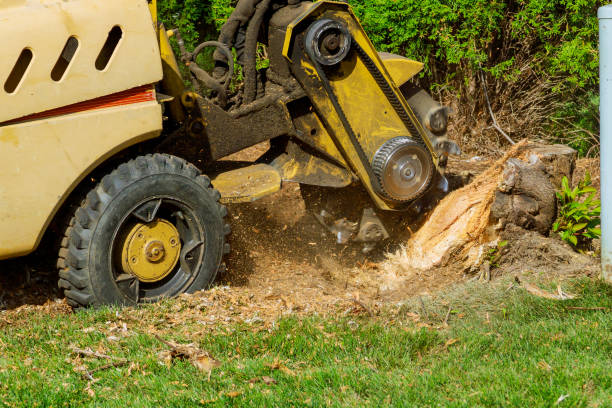 Best Leaf Removal  in Mauston, WI